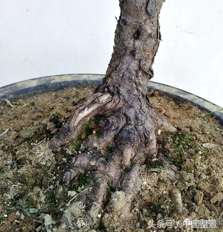 小林国雄黑松文人树盆景,黑松文人树盆景造型