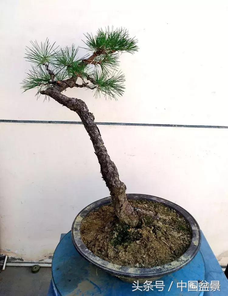 小林国雄黑松文人树盆景,黑松文人树盆景造型