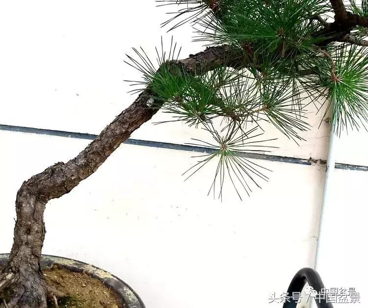 小林国雄黑松文人树盆景,黑松文人树盆景造型