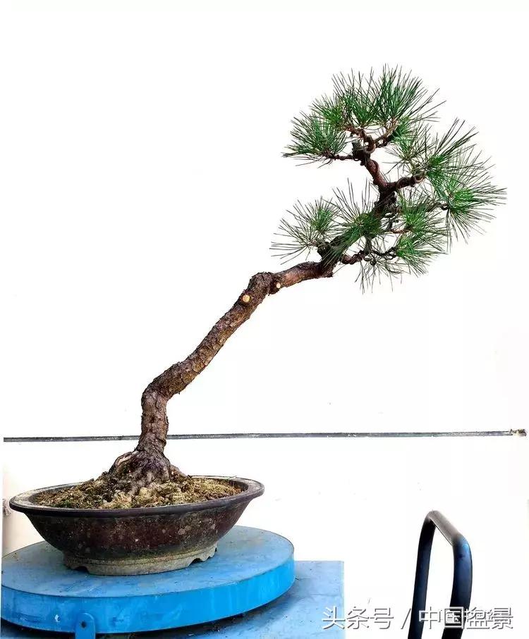 小林国雄黑松文人树盆景,黑松文人树盆景造型