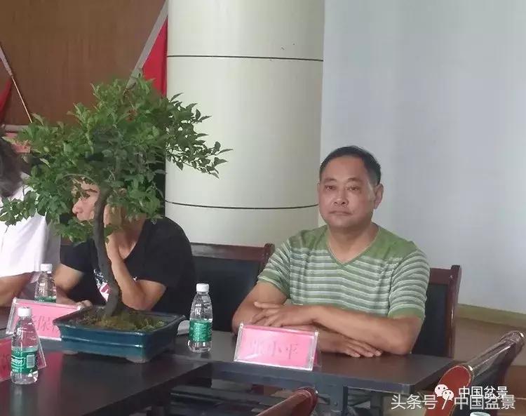 小林国雄黑松文人树盆景,黑松文人树盆景造型