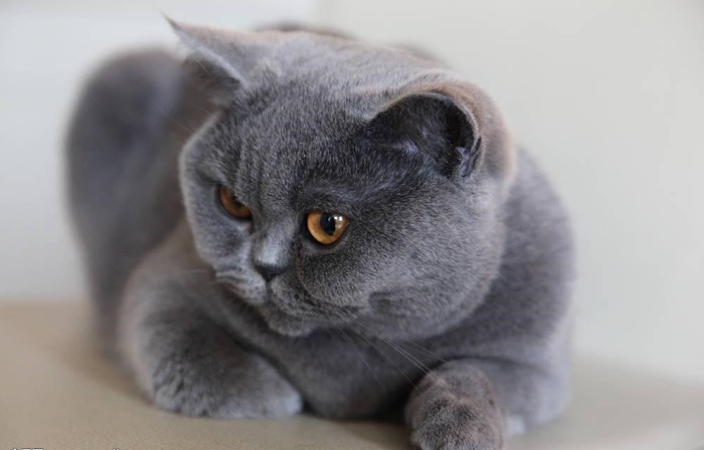 喂养蓝猫猫咪小常识,喂养猫狗的知识