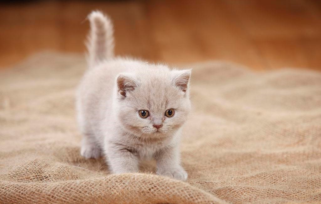 喂养蓝猫猫咪小常识,喂养猫狗的知识