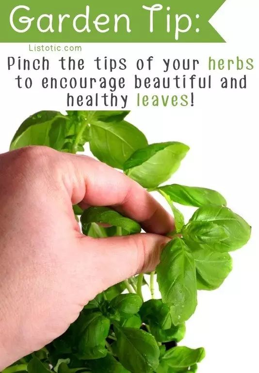 100个科技创意点子五年级,园艺有趣的创意