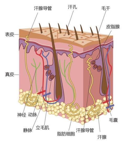 空总皮肤科门诊周日出诊吗,空总皮肤科门诊和激光医学中心