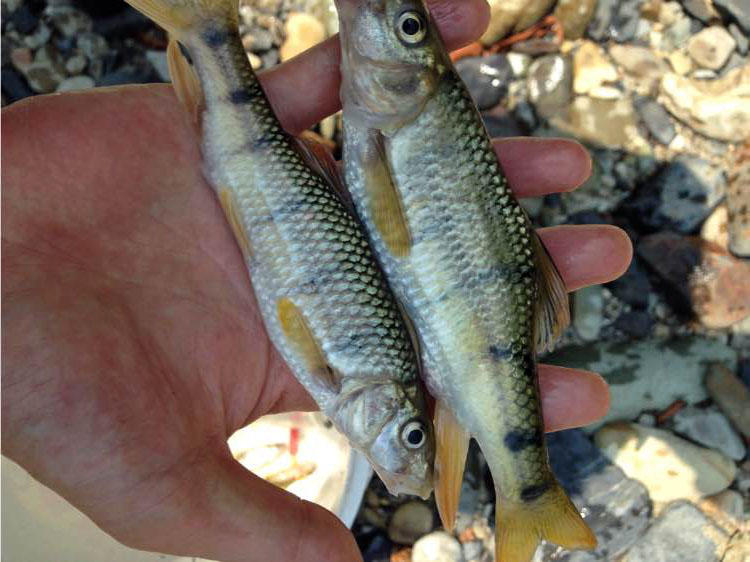 溪流里最多的就是这种光唇鱼，误食了鱼籽可能引发腹泻