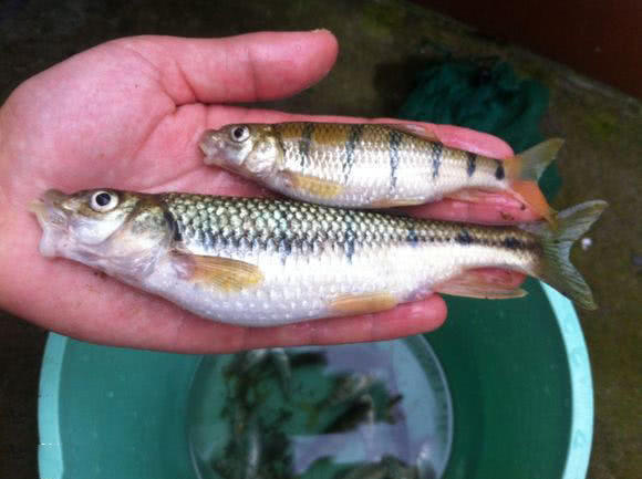 溪流里最多的就是这种光唇鱼，误食了鱼籽可能引发腹泻