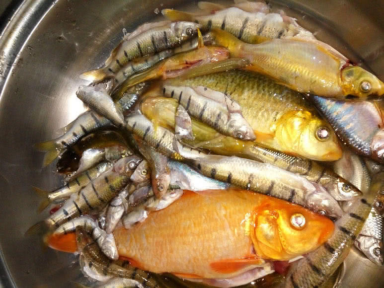 溪流里最多的就是这种光唇鱼，误食了鱼籽可能引发腹泻