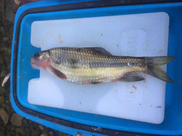 溪流里最多的就是这种光唇鱼，误食了鱼籽可能引发腹泻