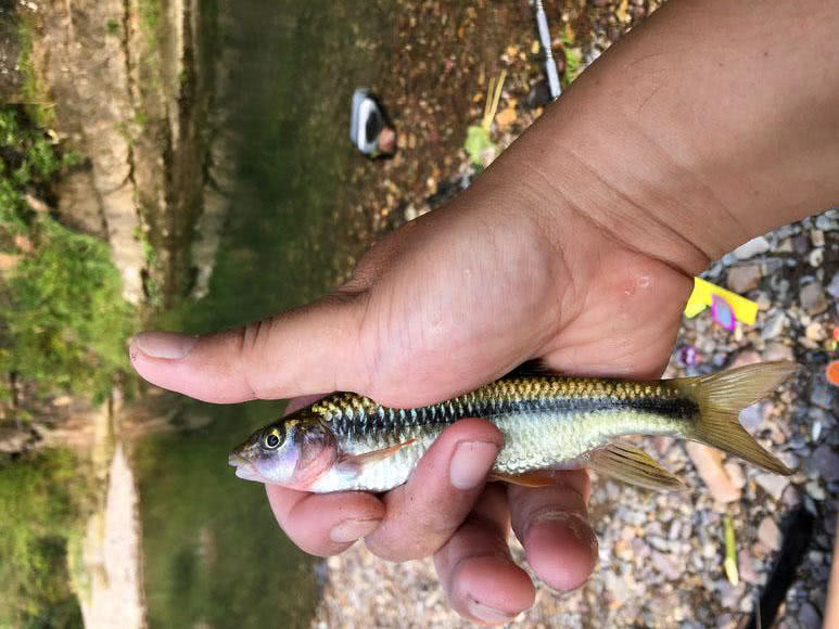 溪流里最多的就是这种光唇鱼，误食了鱼籽可能引发腹泻