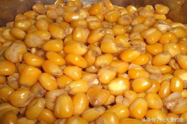 野钓怎么钓大鱼最有效方法,野钓大鱼技巧及方法