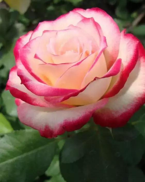 明日七夕，最美幸福花送给群里所有的朋友！（谁打开，谁幸福）