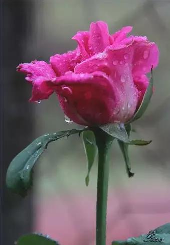 明日七夕，最美幸福花送给群里所有的朋友！（谁打开，谁幸福）