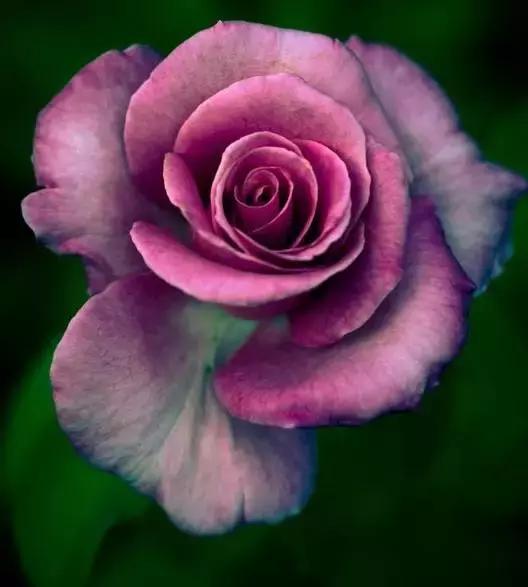 明日七夕，最美幸福花送给群里所有的朋友！（谁打开，谁幸福）