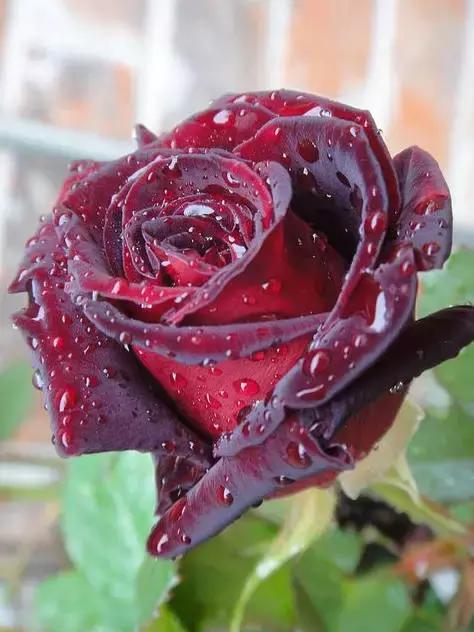 明日七夕，最美幸福花送给群里所有的朋友！（谁打开，谁幸福）