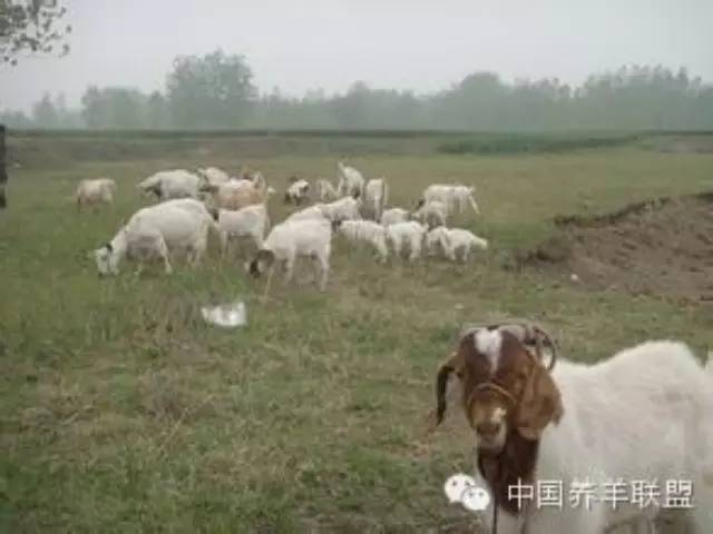 羊口疮的快速治疗的药,小羊口疮舌头上都烂了怎么治疗