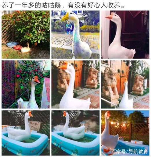 盘点各大高校宠物,这些呆萌可爱的萌宠你爱了吗