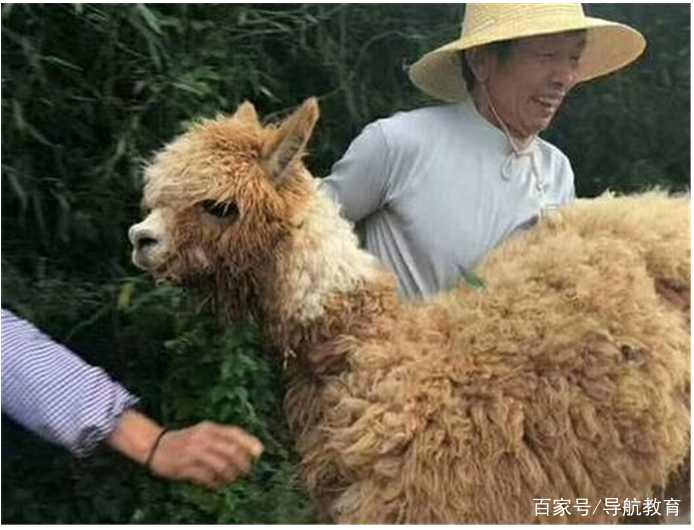 盘点各大高校宠物,这些呆萌可爱的萌宠你爱了吗