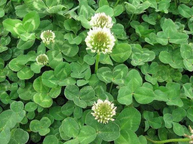 果园生草,果园生草最便宜的方法