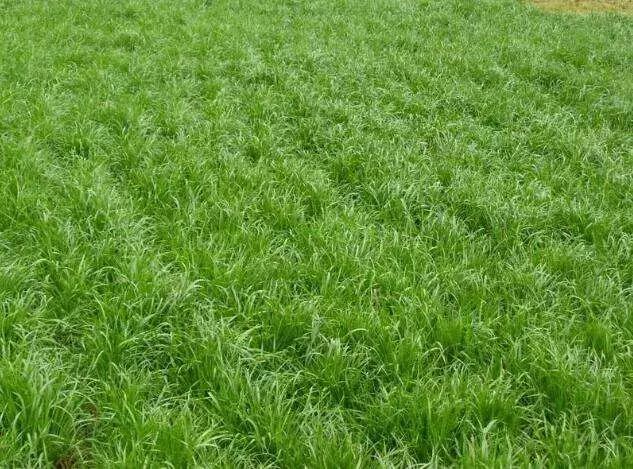 果园生草,果园生草最便宜的方法