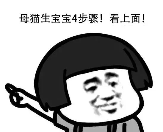 怎么帮助母猫早点生,怎样帮助第一次生产的母猫