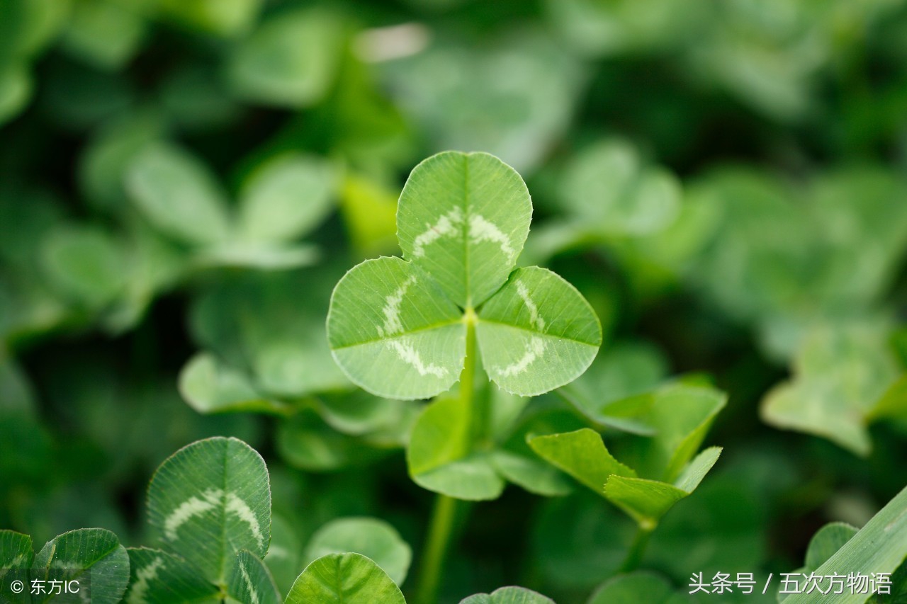 农村酸酸草的作用,酸味草什么作用呢