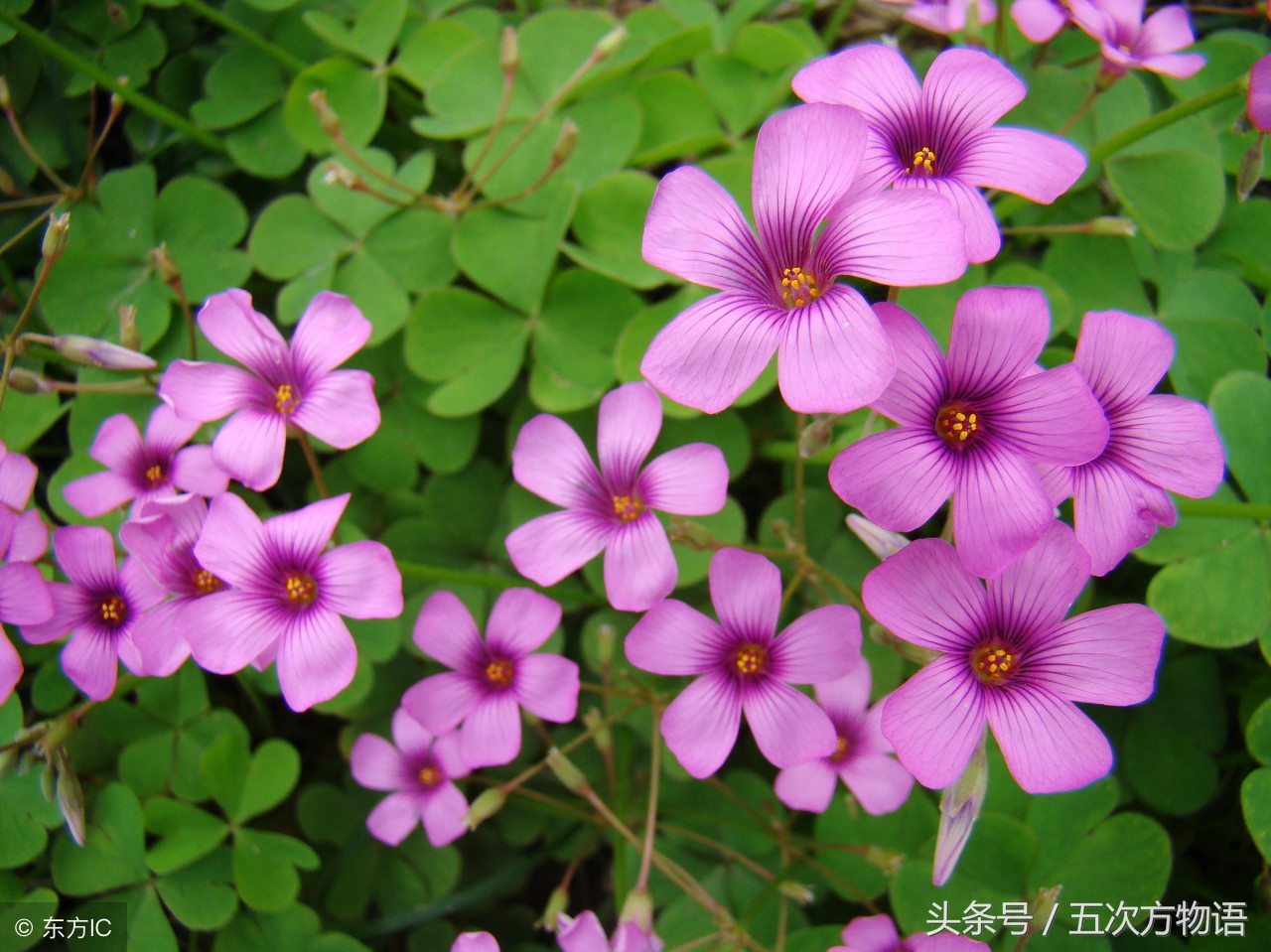农村酸酸草的作用,酸味草什么作用呢