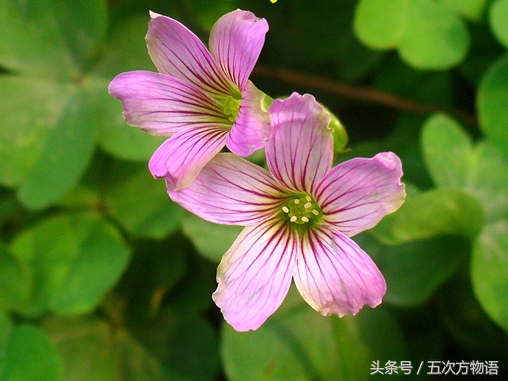 农村酸酸草的作用,酸味草什么作用呢
