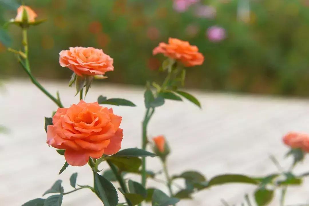 七夕将至，黄姚花海正值赏花期，相约一场简单爱！