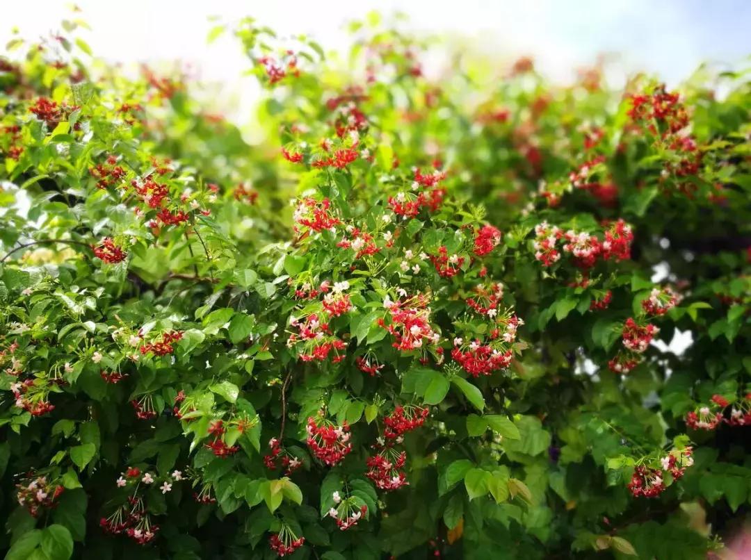七夕将至，黄姚花海正值赏花期，相约一场简单爱！