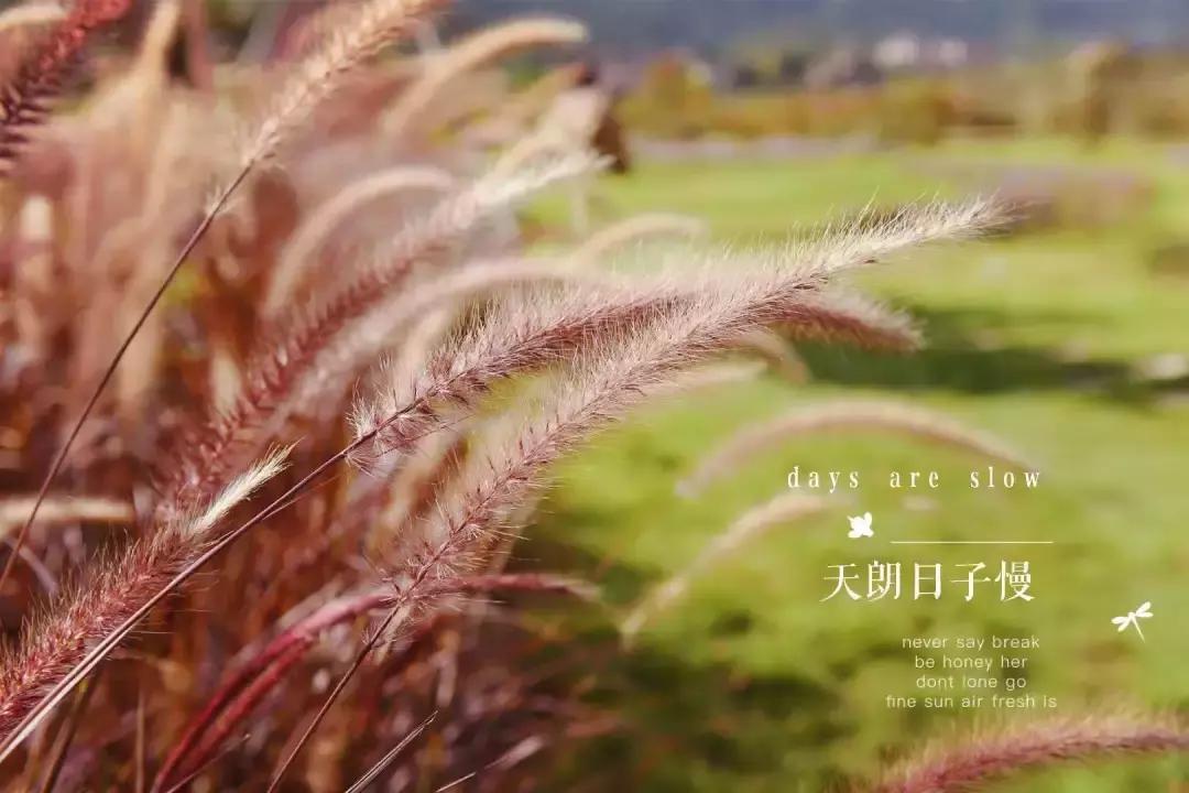 七夕将至，黄姚花海正值赏花期，相约一场简单爱！