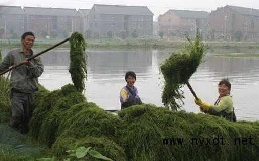 虾塘水草种植的正确方法,水产养殖如何度过高温