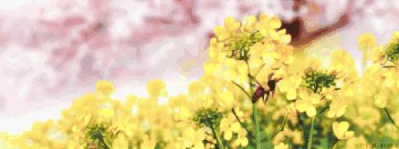 被蜂子蛰了输液,被蜂子蛰了24处伤口