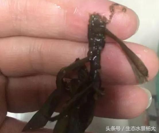 水草常见病,鱼缸水草常见病