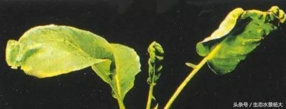 水草常见病,鱼缸水草常见病