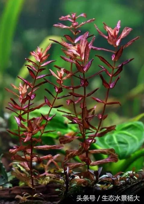 水草常见病,鱼缸水草常见病