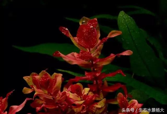 水草常见病,鱼缸水草常见病