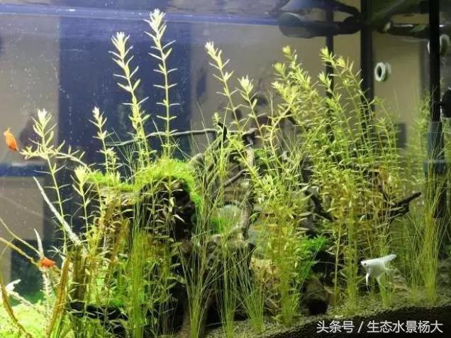 水草常见病,鱼缸水草常见病