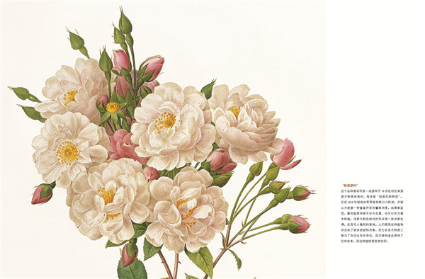 七夕将至,现代版“玫瑰圣经”带给你一整本永不凋谢的浪漫!