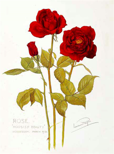 七夕将至,现代版“玫瑰圣经”带给你一整本永不凋谢的浪漫!