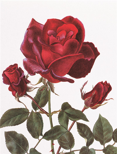 七夕将至,现代版“玫瑰圣经”带给你一整本永不凋谢的浪漫!