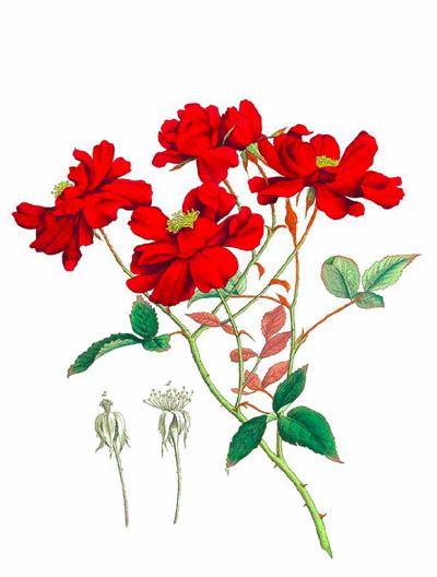 七夕将至,现代版“玫瑰圣经”带给你一整本永不凋谢的浪漫!