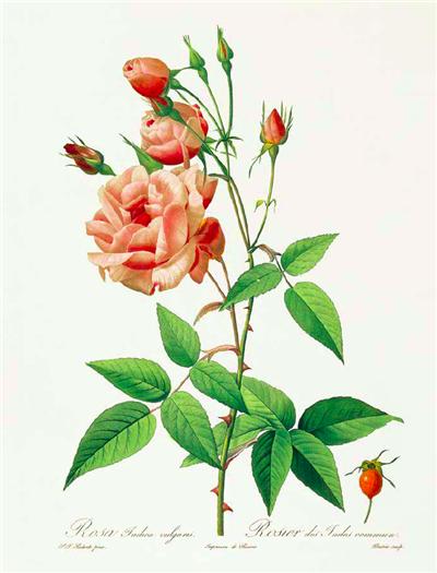 七夕将至,现代版“玫瑰圣经”带给你一整本永不凋谢的浪漫!