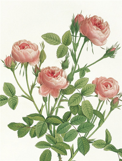 七夕将至,现代版“玫瑰圣经”带给你一整本永不凋谢的浪漫!