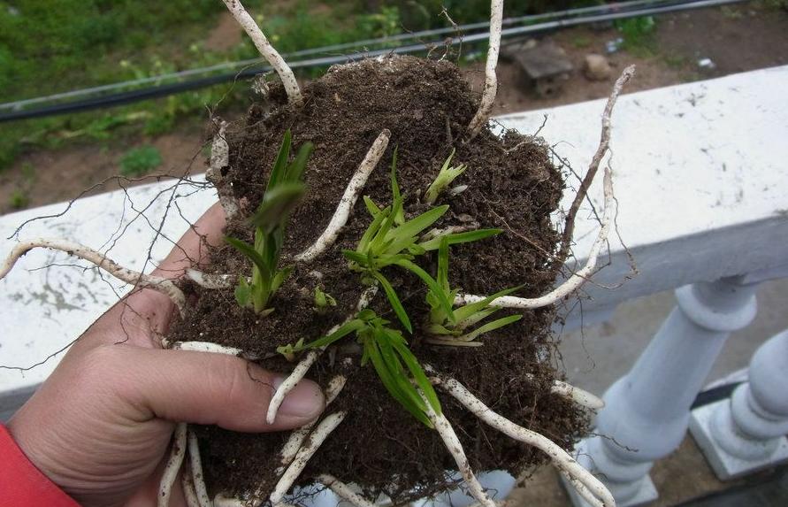 兰花奇草多头草,最珍稀的龙根兰花