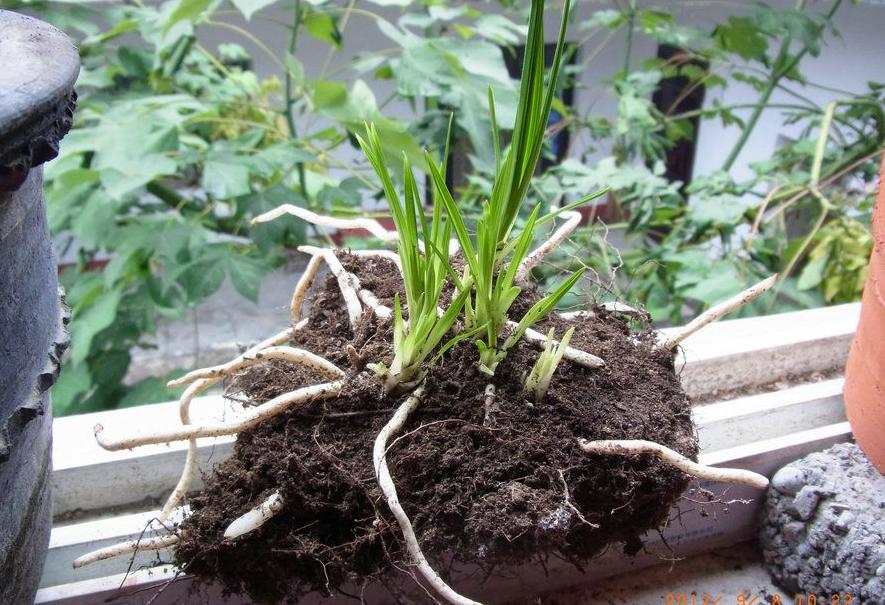 兰花奇草多头草,最珍稀的龙根兰花