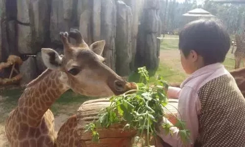 亲子游必去的地方,一周亲子游路线推荐