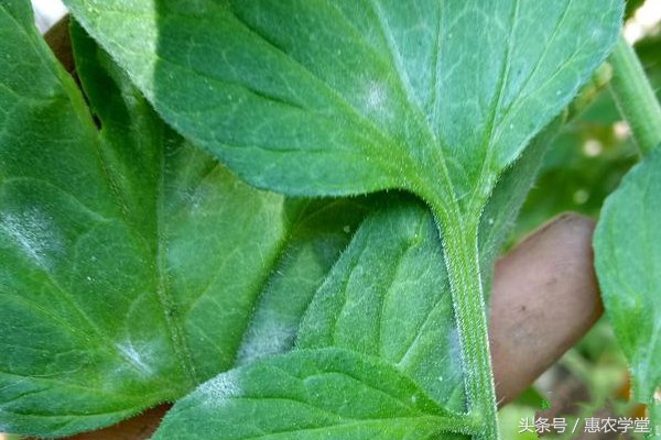 番茄白绢病茎基腐病,番茄白绢病秧子如何处理