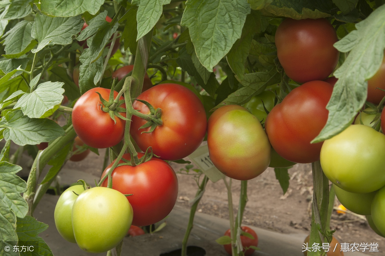 番茄白绢病茎基腐病,番茄白绢病秧子如何处理