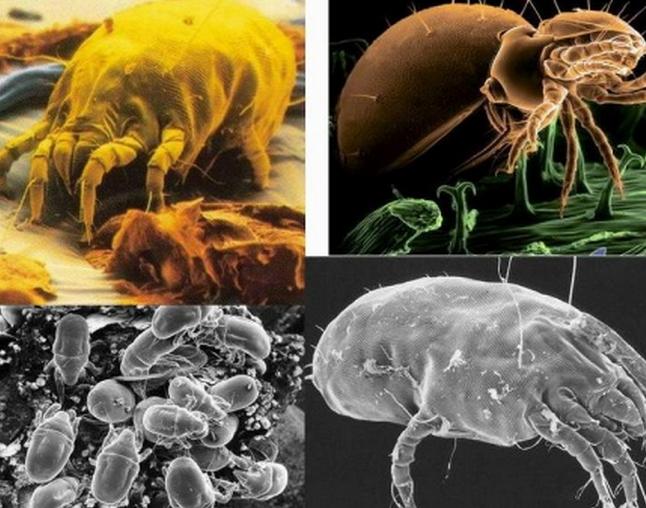 儿童被子螨虫,小孩床垫螨虫怎么消除